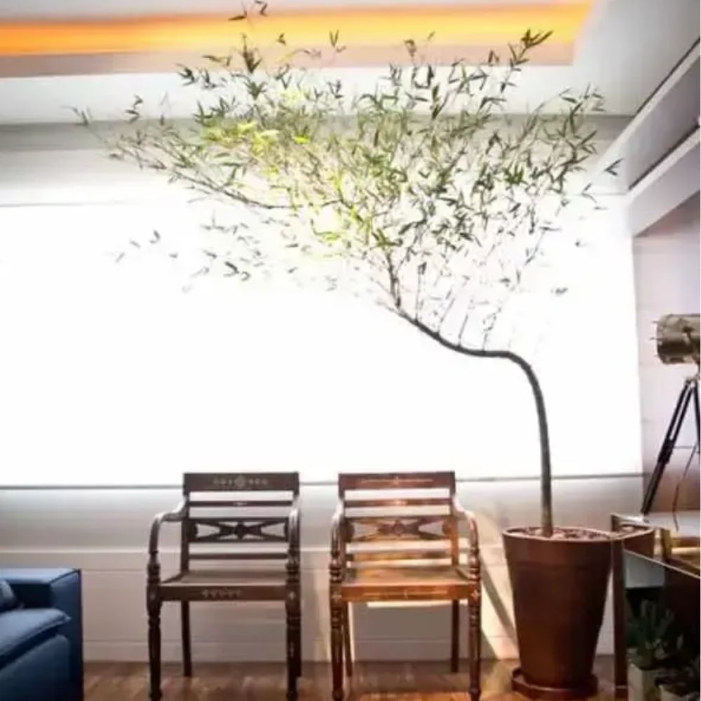 Decoração Com Plantas Permanentes: Tendência E Beleza Sem Esforço