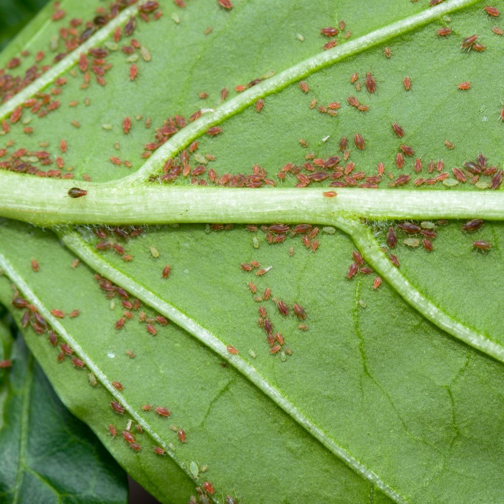 Protegendo Suas Plantas De Pragas E Doenças