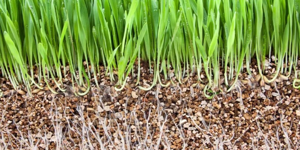 Vermiculita - O Segredo Para Um Cultivo Saudável E Eficiente