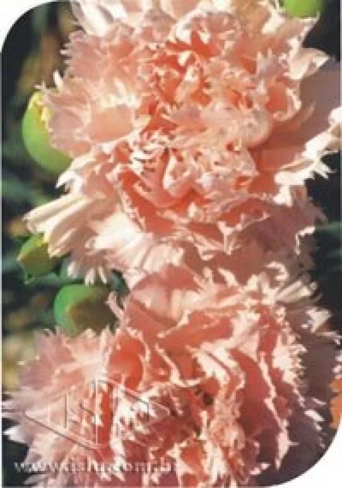 Isla semente multi - cravo gigante rosa